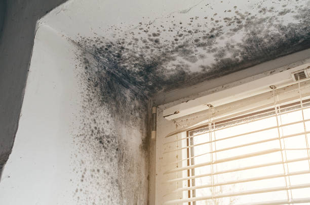 Affordable Mold Remediation solutions in Hermitage, TN
