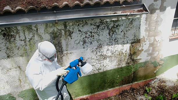 Top rated local Mold Remediation specialists in Hermitage, TN